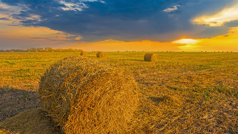 Ukranian wheat field